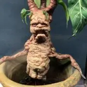 もっくの画像