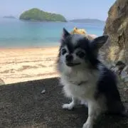 Puppyの画像