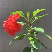リョウの画像