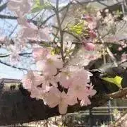 marikou*の画像