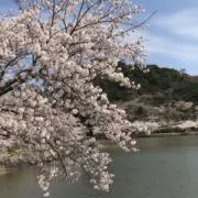 風凛の画像