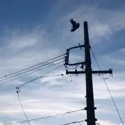 きつねの画像