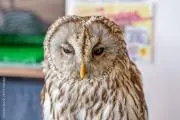 Image of tawny owl