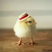 ぴぃちゃんの画像