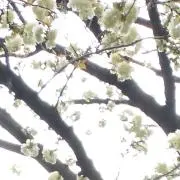 のあきの画像