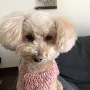 iinumakの画像