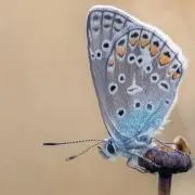 Apikoの画像