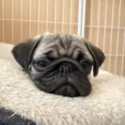 パグ丸の画像