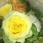 utauinuの画像
