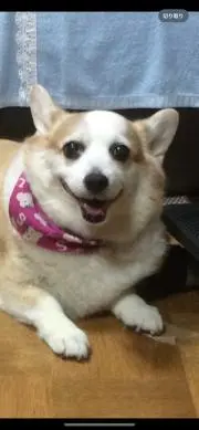 ティアラ