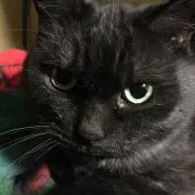 しだこの画像