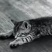 ミント
