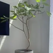 アルテシマ