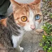 釣り猫の画像