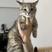 ひじおの画像