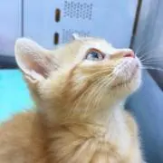 ぽんずの画像