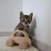 猫くらぶ