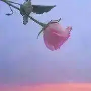 .の画像