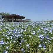 ショウデンゲンの画像