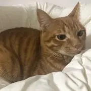 ありす