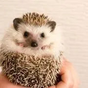 NAZU