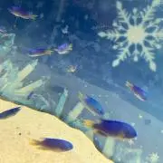 こはこはの画像