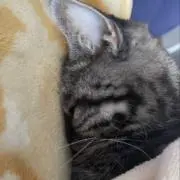 ヤトノカミの画像