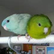 あつあつ