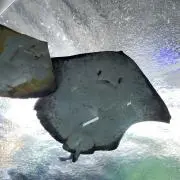 しらす プロフ必読の画像