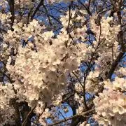 はな★値下げはコメントからご相談くださいの画像