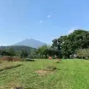 よっしーの画像