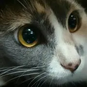 えいちゃんの画像
