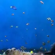 Malalaの画像