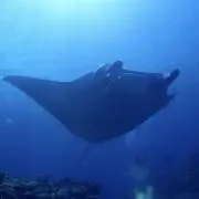 Kの画像