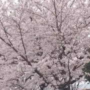 プロフ必読願います♡ゆりか♡