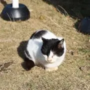 たいち