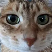 なっちんコアラの画像