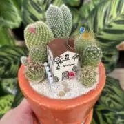 あきうーぽんの画像
