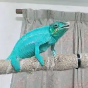 sunaの画像