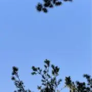 ぬひその画像