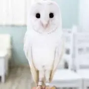 Kee7月3日〜8月3日までの出品ですの画像