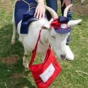 ちちちヤギ(即購入OKです)の画像