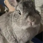 ジョージの画像