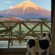 Moo