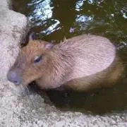 なぁたんの画像