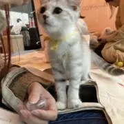 トラの画像