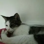 オペラ