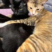 ハルハルの画像