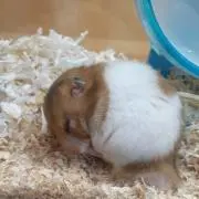 ププム
