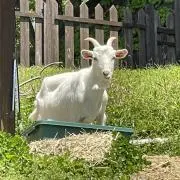 みっちゃんの画像